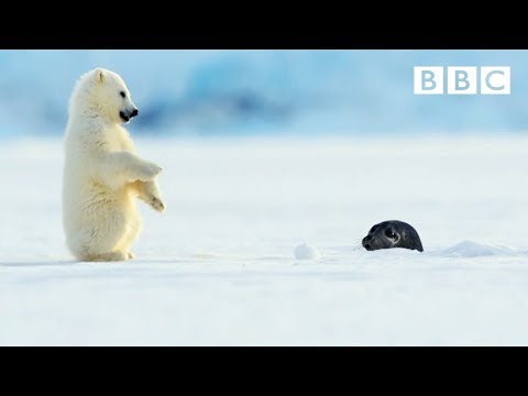 Polar bear cub is surprised by a seal - Snow Bears: Preview - BBC