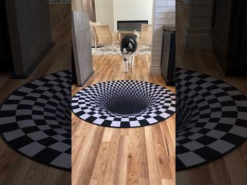 Dogs funny reaction to entering optical illusion rug! #shorts